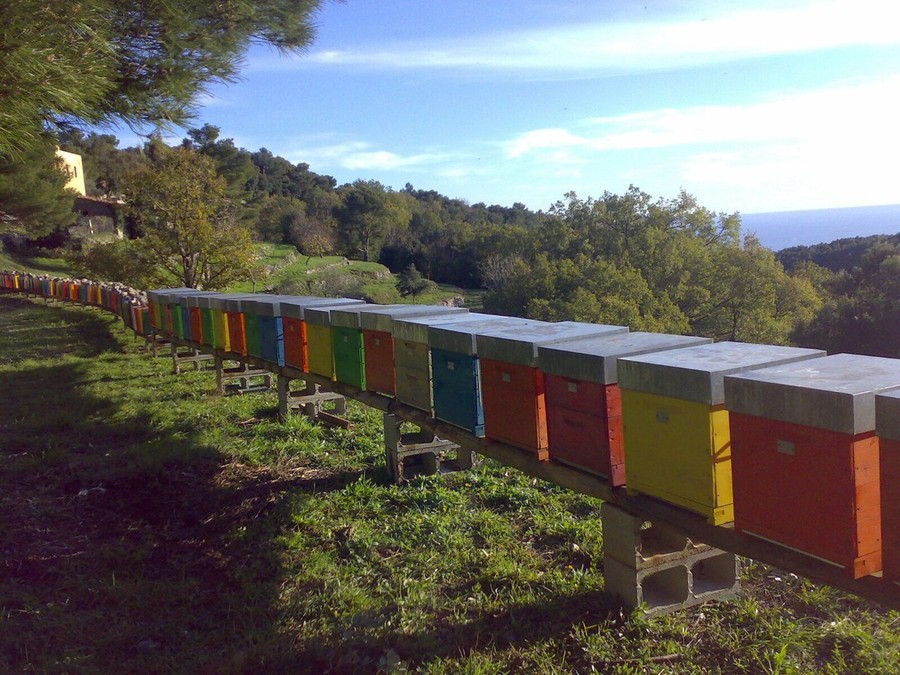 Territori incontaminati fra Piemonte e Liguria, qui vivono le api di Eden
