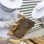 Miele, api e apicoltura