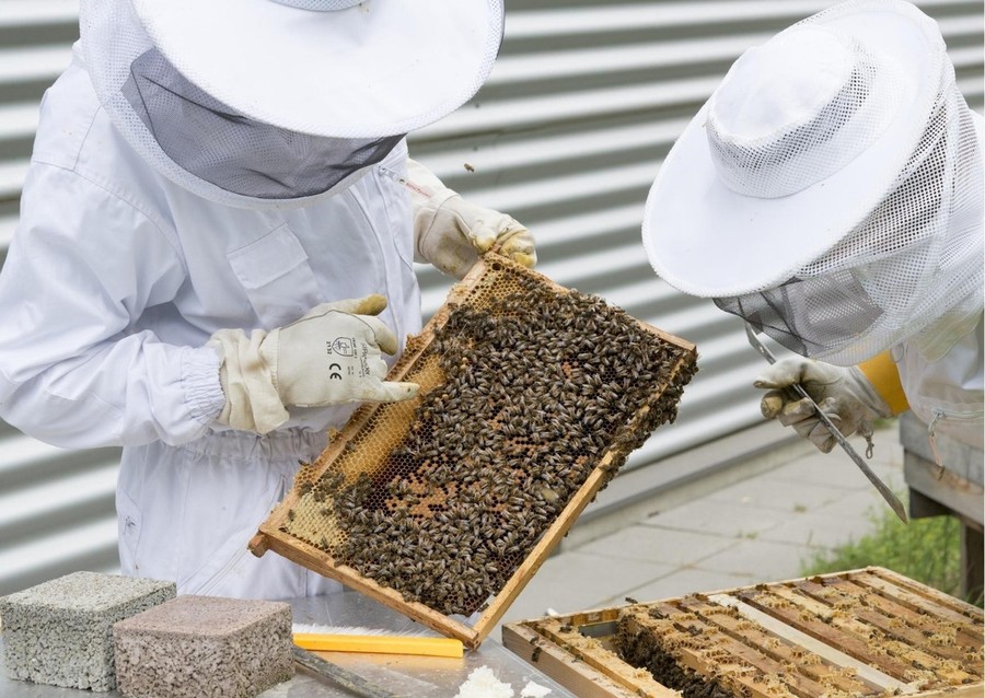 Miele, api e apicoltura