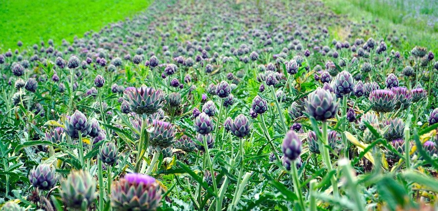 Dalla California all’Alto Adige il carciofo alpino tirolese si gusta d’estate