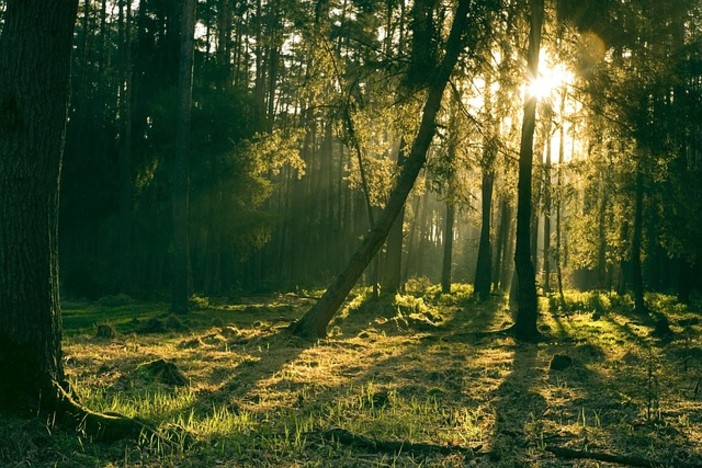 Foreste che curano nella Montagna fiorentina: al via il progetto FOR.SA