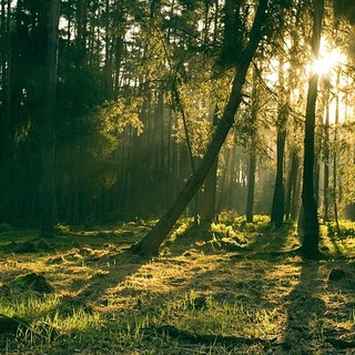 Foreste che curano nella Montagna fiorentina: al via il progetto FOR.SA