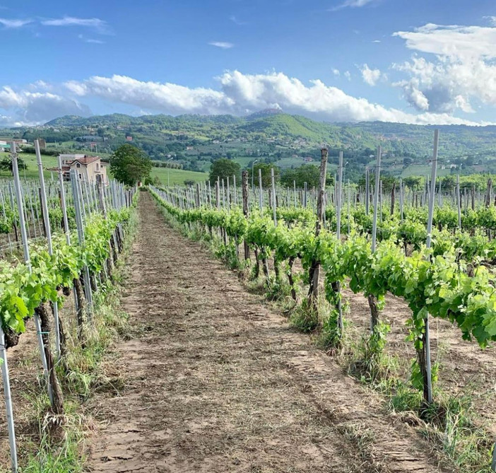 Il presente e il futuro dell'Irpinia del vino al centro di un incontro internazionale ad Avellino