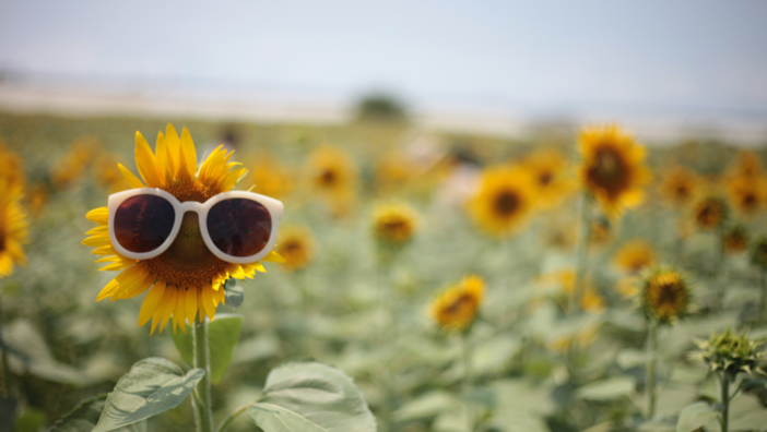 Tutti pronti per il solstizio d’estate