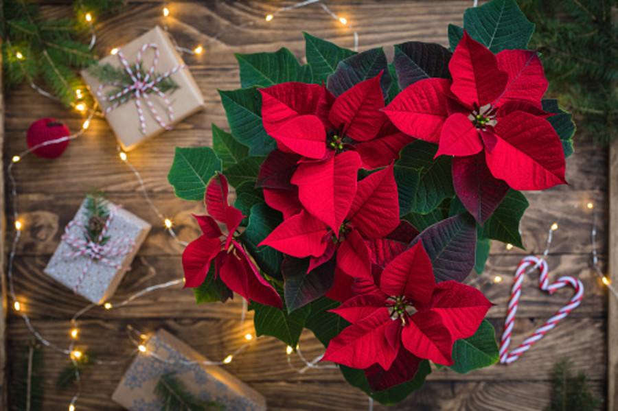 Quanta bellezza nella Stella di Natale