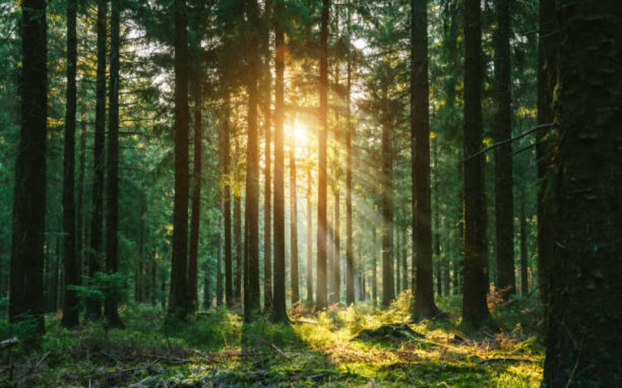 In-formazione per la sostenibilità della filiera bosco-energia piemontese