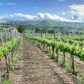 Il presente e il futuro dell'Irpinia del vino al centro di un incontro internazionale ad Avellino