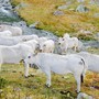 Gli allevamenti dei bovini in Piemonte