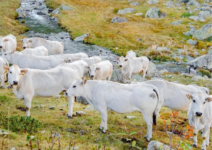 Gli allevamenti dei bovini in Piemonte