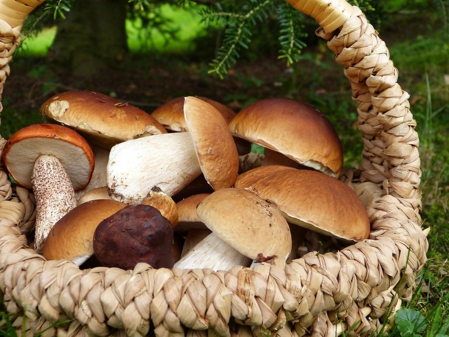Specialità in vista dell'autunno: Filetti di rombo ai funghi porcini