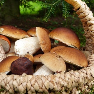 Specialità in vista dell'autunno: Filetti di rombo ai funghi porcini