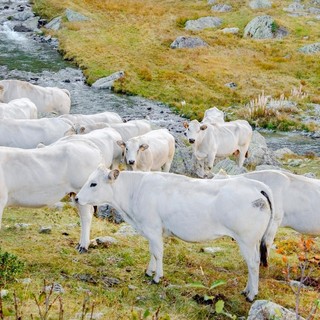 Gli allevamenti dei bovini in Piemonte