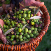 Olive: caratteristiche e proprietà