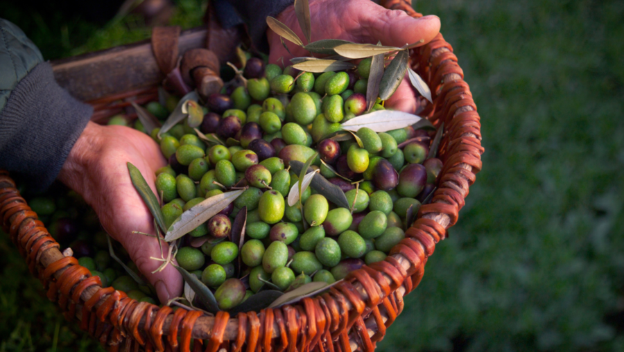 Olive italiane: caratteristiche e proprietà per un'esperienza alla scoperta del prodotto