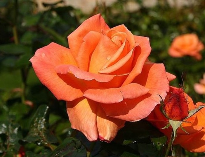 La rosa Mamma Mia, il fiore dedicato al &quot;fiore più bello&quot;