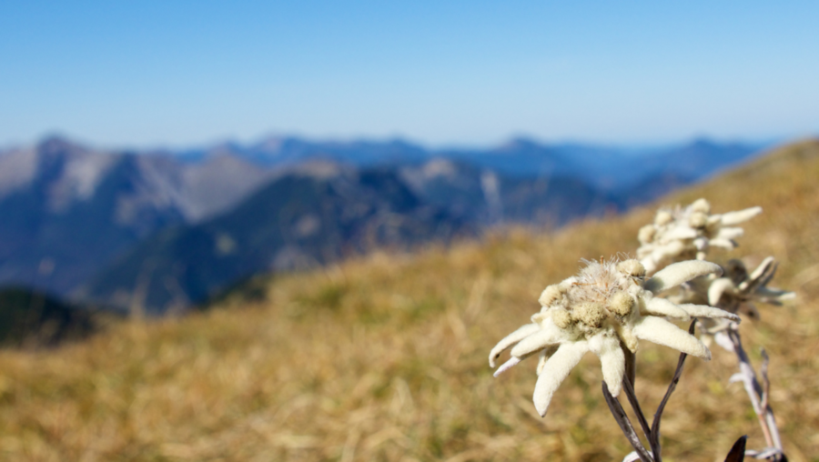 Una croce, una nuvola di stelle alpine, un ricordo.